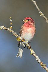 Purple Finch