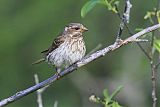 Purple Finch