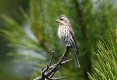 Purple Finch