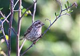 Purple Finch