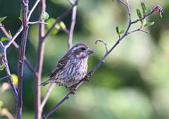 Purple Finch