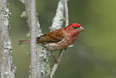 Purple Finch