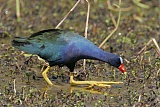 Purple Gallinuleborder=