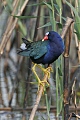 Purple Gallinule Purple Gallinule