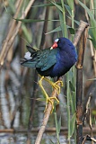 Purple Gallinuleborder=