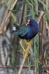 Purple Gallinule