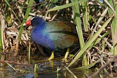 Purple Gallinule