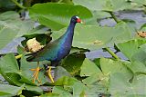 Purple Gallinuleborder=