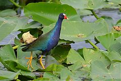 Purple Gallinule