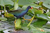 Purple Gallinuleborder=