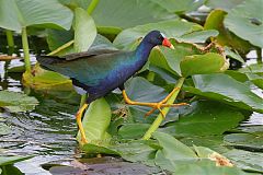 Purple Gallinule