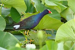 Purple Gallinule