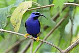 Purple Honeycreeper