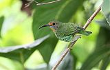 Purple Honeycreeper