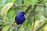 Purple Honeycreeper