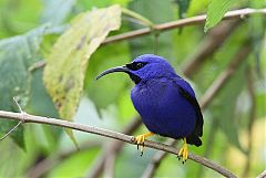 Purple Honeycreeper