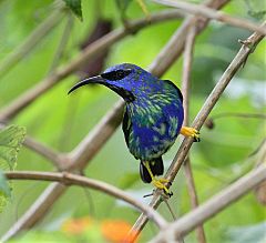 Purple Honeycreeper