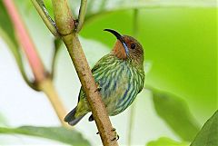 Purple Honeycreeper