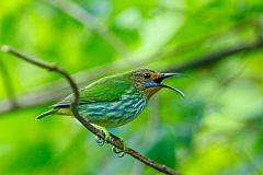 Purple Honeycreeper