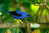 Purple Honeycreeper