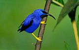 Purple Honeycreeper