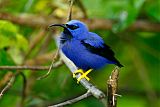 Purple Honeycreeper