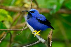 Purple Honeycreeper