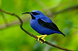 Purple Honeycreeper