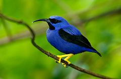 Purple Honeycreeper