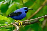 Purple Honeycreeper