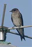 Purple Martin