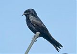 Purple Martin