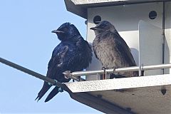 Purple Martin