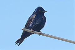 Purple Martin