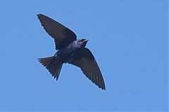 Purple Martin