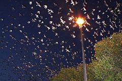 Purple Martin