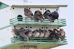 Purple Martin