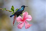 Purple Sunbirdborder=