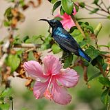 Purple Sunbirdborder=