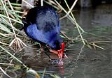 Australasian Swamphen