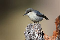 Pygmy Nuthatch