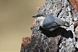 Pygmy Nuthatchborder=