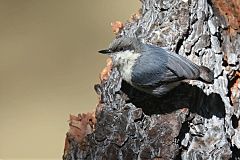 Pygmy Nuthatch