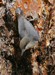 Pygmy Nuthatch