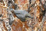 Pygmy Nuthatch