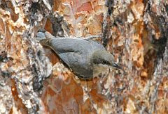 Pygmy Nuthatch