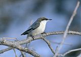 Pygmy Nuthatch