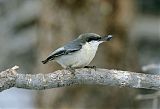 Pygmy Nuthatch