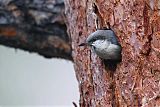 Pygmy Nuthatch