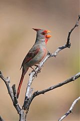 Pyrrhuloxia